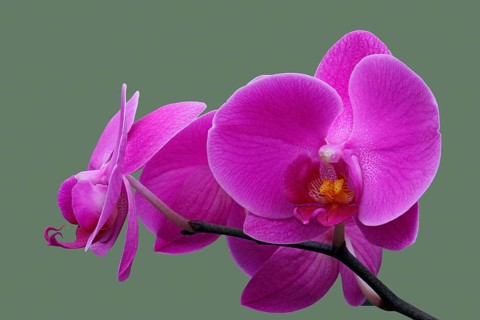 Moth orchid