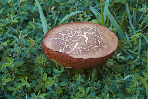 Suede bolete