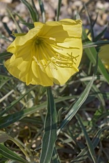 Bigfruit evening primrose