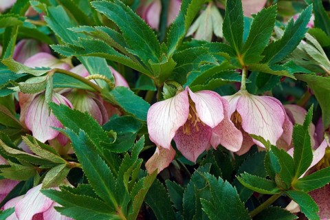 Lenten rose