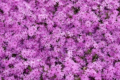 Creeping phlox