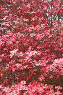 Flowering Dogwood
