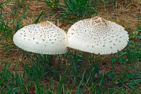 False parasol