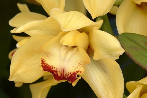 Hybrid Boat orchid