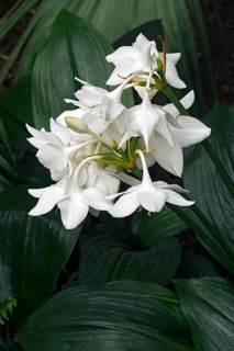 Amazon lily