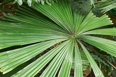 Australian fan palm