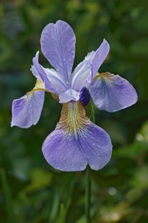 Siberian iris
