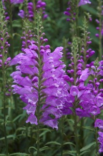 Obedient Plant