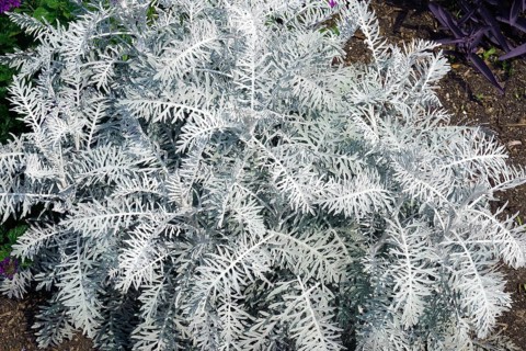 Tree wormwood