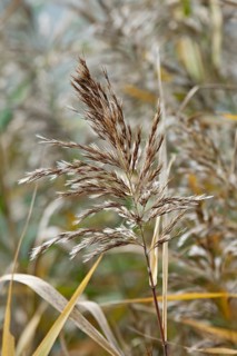 Common reed