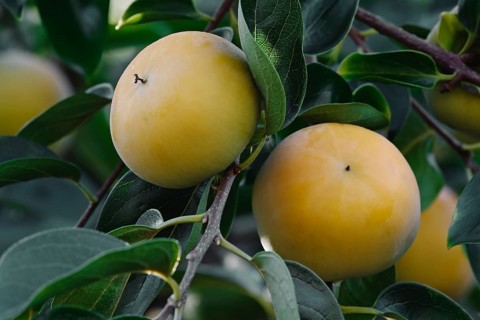 Japanese persimmon
