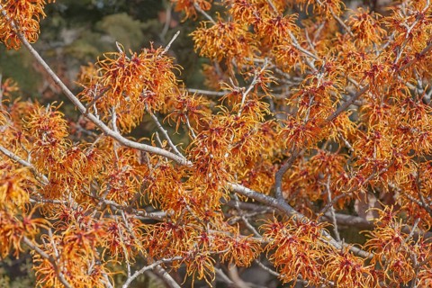 Witch hazel