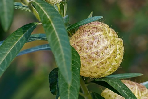Balloonplant