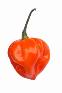Pepper