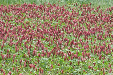 Crimson clover