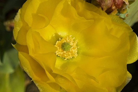 Cholia cactus