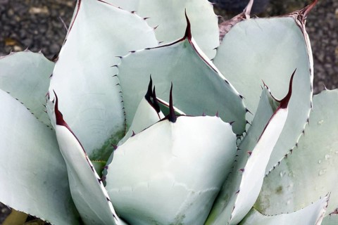 Artichoke agave