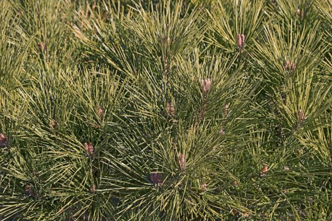 Globe Japanese red pine