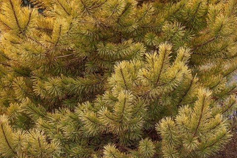 Scotch pine