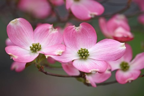 Flowering Dogwood