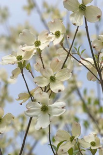 Flowering Dogwood