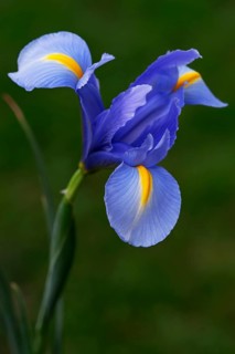 Dutch iris