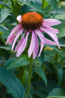 Purple coneflower