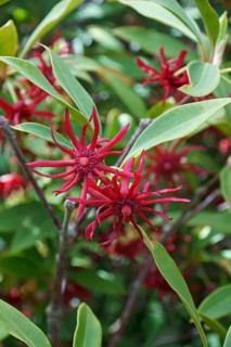 Purple anise