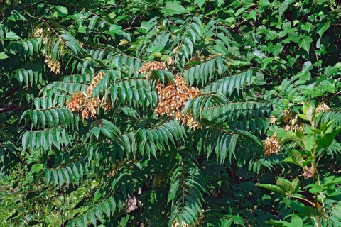 Ailanthus