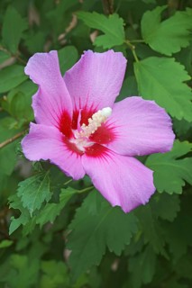Rose of Sharon