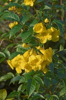 Yellow trumpetbush