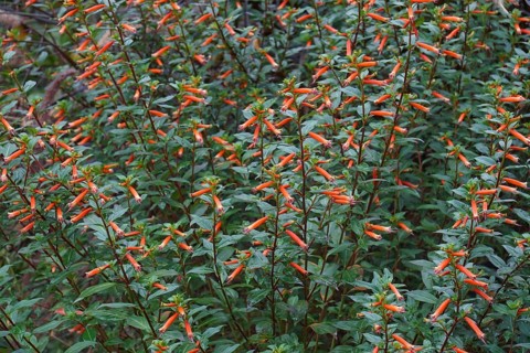Cigar plant