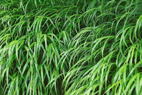 Japanese forest grass