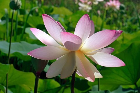 Sacred lotus