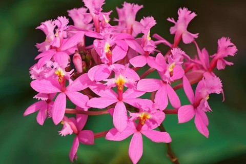 Lopsided Sar orchid