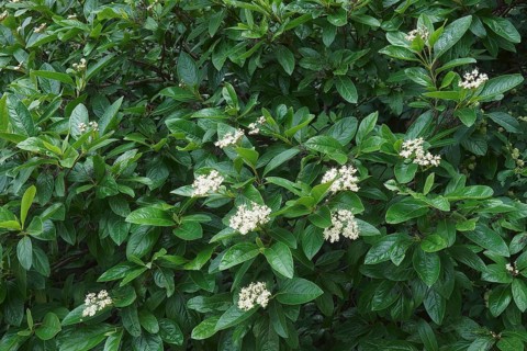 Smooth viburnum