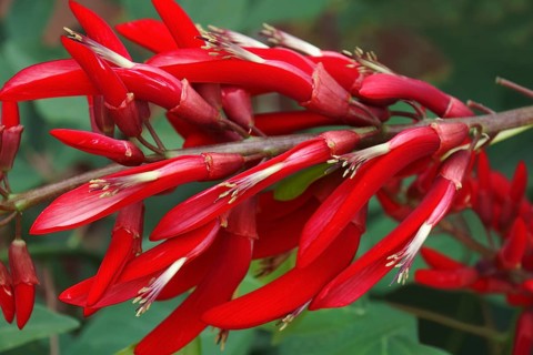 Coral Tree