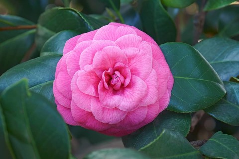 Japanese Camellia