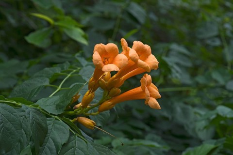 Trumpet vine