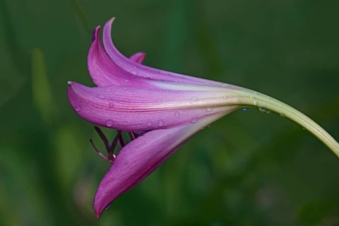 Swamp lily