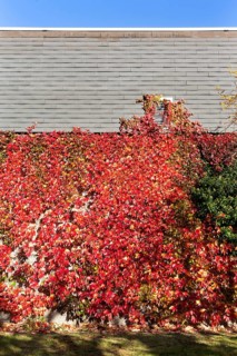 Facade greening with autumn leaves on a building of the Rhein-Sieg-Gymnasium