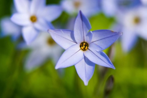 White lily