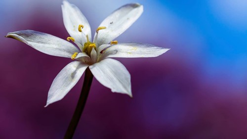White lily