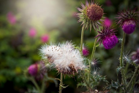 Milk thistle