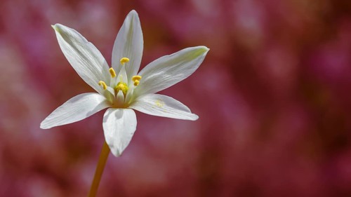 White lily