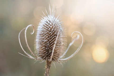 Wild teasel