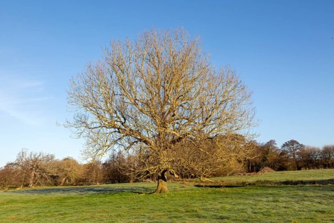 Leafless ash tree