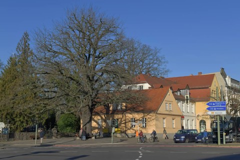 Peace oak