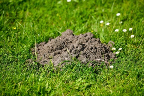 Mole pile