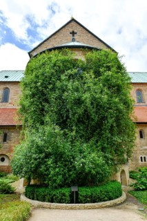 1000-year-old rosebush